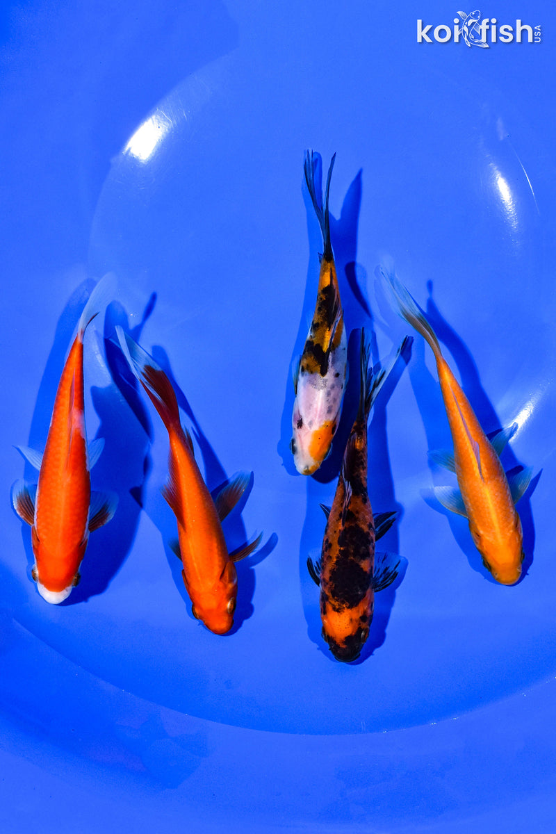 (5) 4-5" ASSORTED GOLDFISH