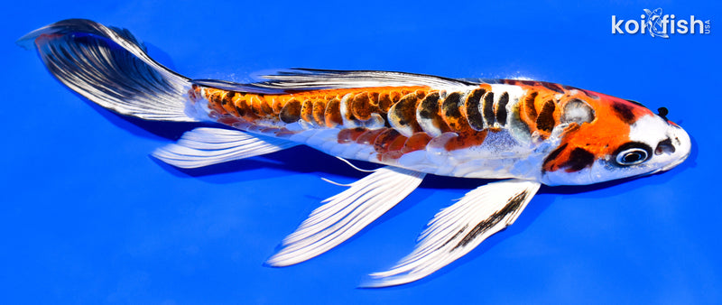 8" ARAGOKE BENI KIKOKURYU BUTTERFLY