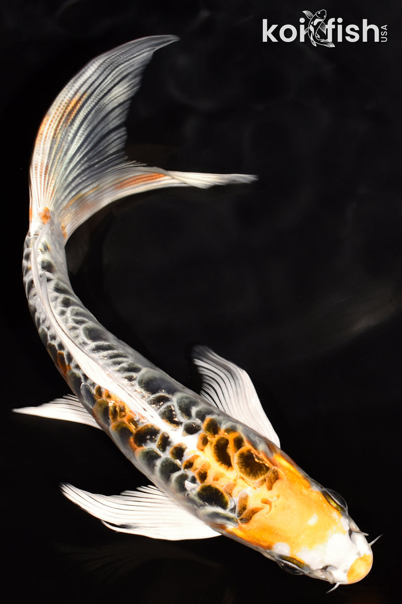 7" DOITSU KUJAKU BUTTERFLY