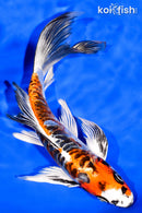 8" ARAGOKE BENI KIKOKURYU BUTTERFLY