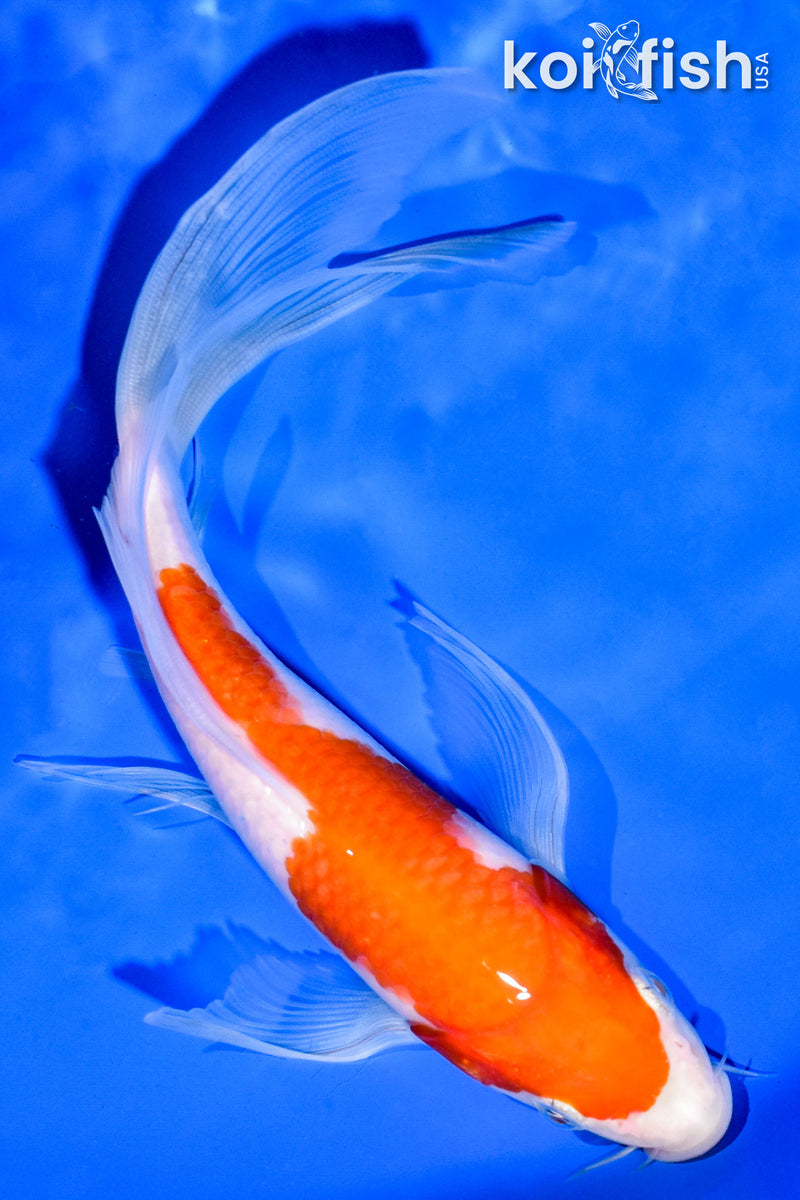 7.25" KOHAKU BUTTERFLY