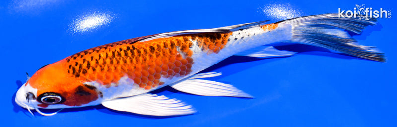 7.25" KUJAKU BUTTERFLY