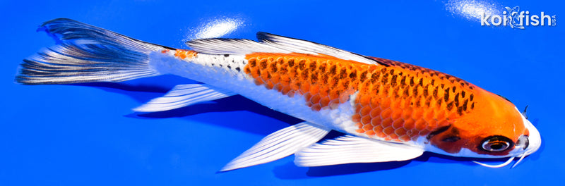 7.25" KUJAKU BUTTERFLY