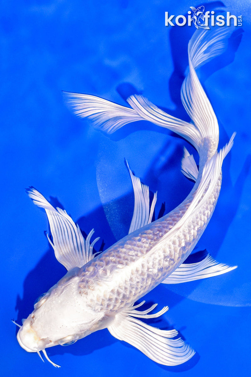 10" GINRIN PLATINUM OGON BUTTERFLY