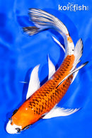 7.25" KUJAKU BUTTERFLY