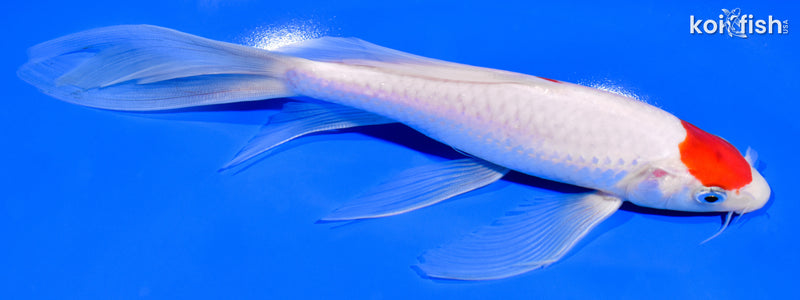 8" MARUTEN KOHAKU BUTTERFLY