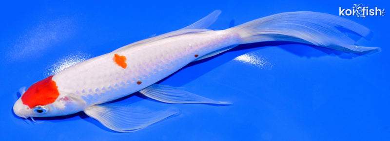 8" MARUTEN KOHAKU BUTTERFLY