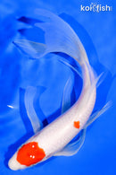 8" MARUTEN KOHAKU BUTTERFLY