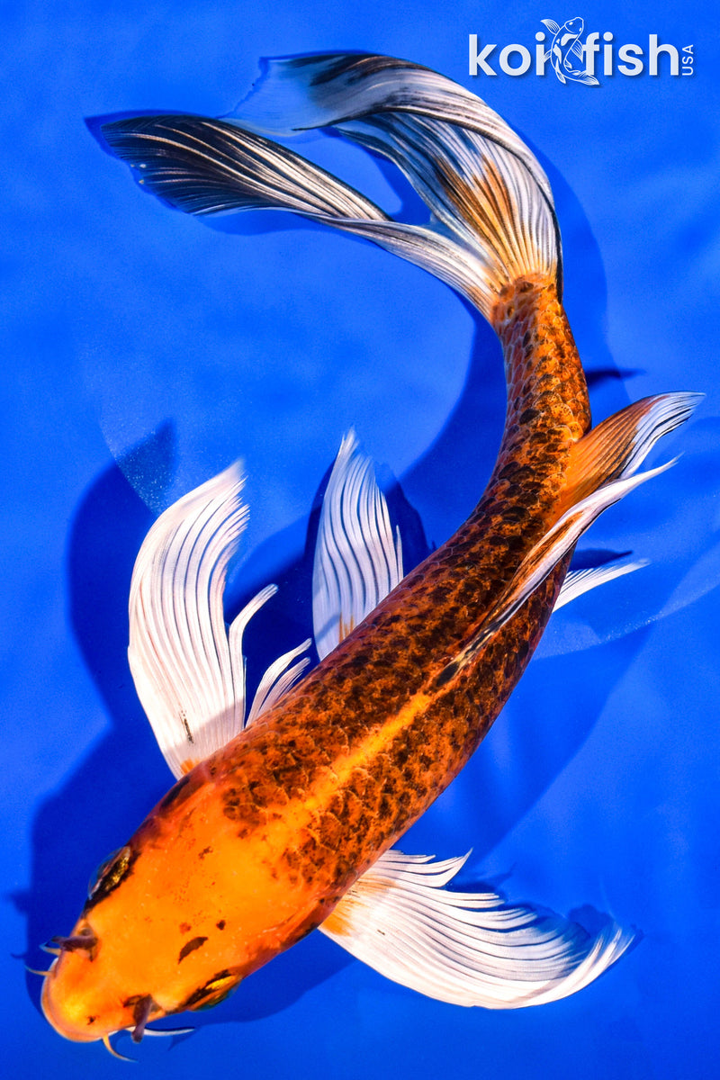 10.5" ORENJI MATSUBA BUTTERFLY