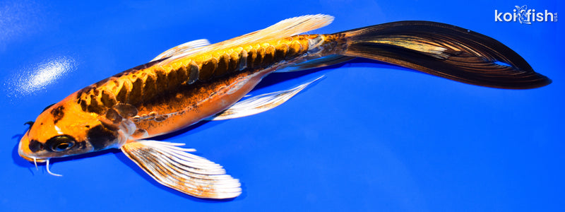 8.25" KIN KIKOKURYU BUTTERFLY
