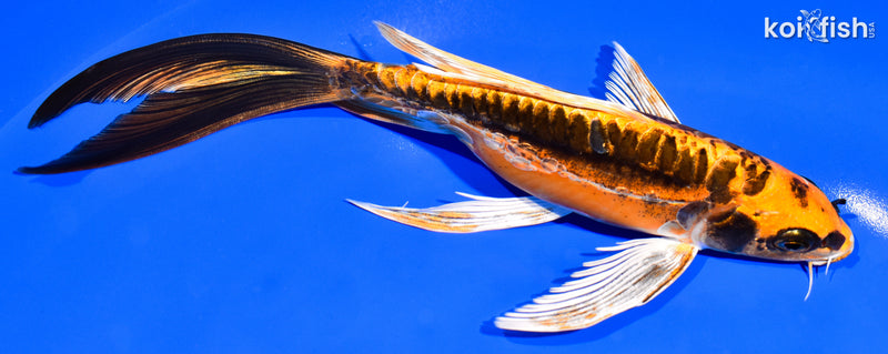 8.25" KIN KIKOKURYU BUTTERFLY