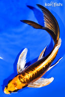 8.25" KIN KIKOKURYU BUTTERFLY