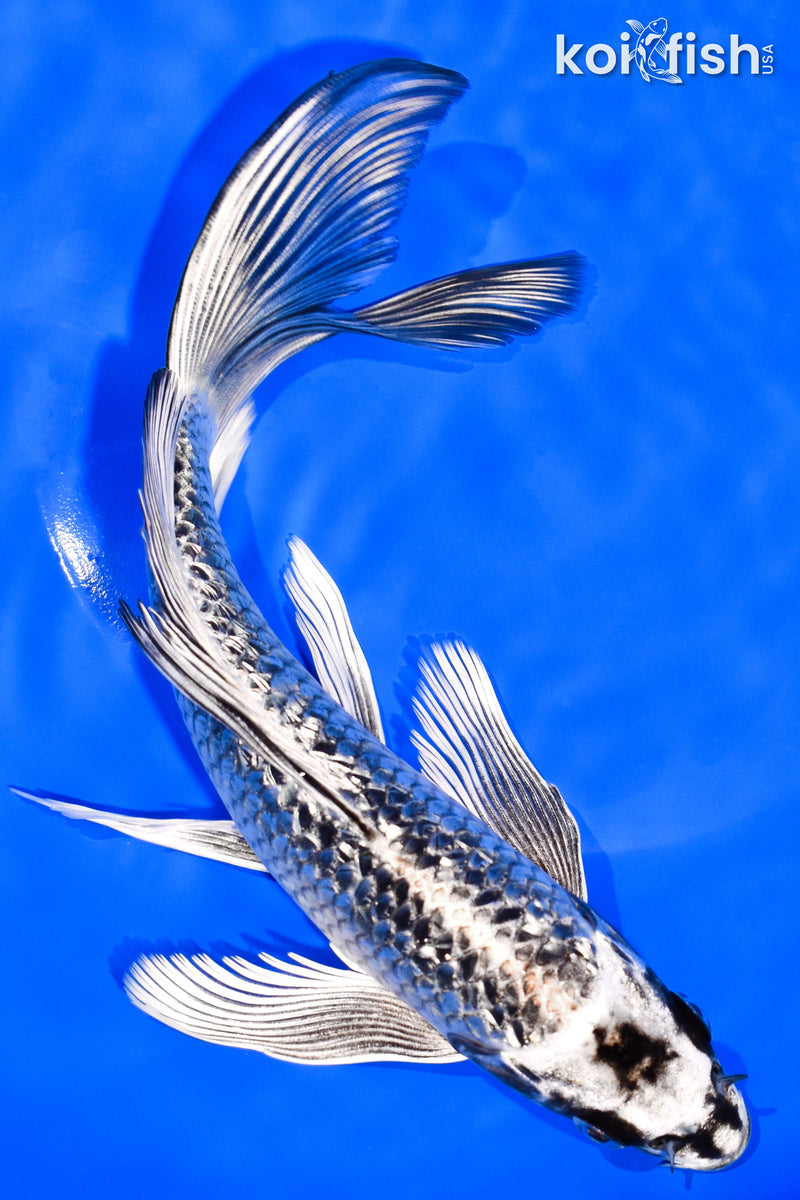 8" GINRIN GINGA BUTTERFLY