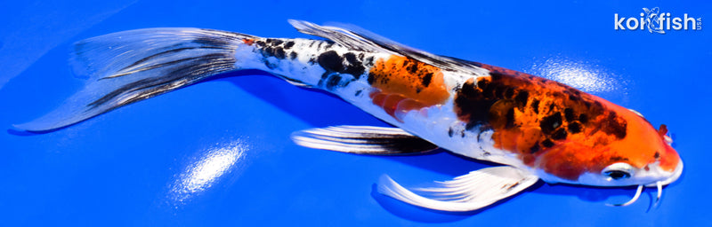 7.5" HEISEI NISHIKI BUTTERFLY