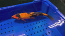 14.25" HI UTSURI