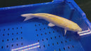 15" GINRIN YAMABUKI OGON