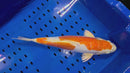 15.5" KIKUSUI