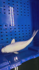 15" GINRIN PLATINUM OGON
