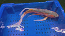 22.5" HI SHUSUI BUTTERFLY