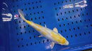 13.5" DOITSU YELLOW HARIWAKE