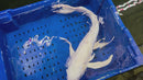 25" PLATINUM OGON BUTTERFLY