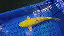 14" METALLIC CHAGOI