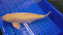 16.25" GINRIN CHAGOI
