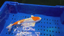 13.5" KIKUSUI