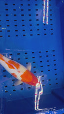14.5" KOHAKU