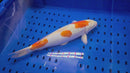 14.25" KUCHIBENI KIKUSUI