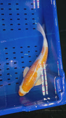15.25" GINRIN HARIWAKE