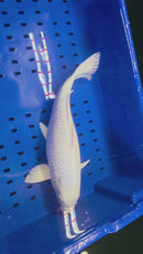 16.5" PLATINUM OGON