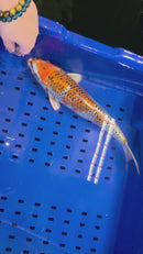 14.5" KUJAKU