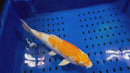 14.5" HARIWAKE