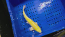 13.5" GINRIN YAMABUKI OGON