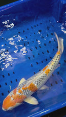16.25" KUJAKU