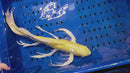 19" DOITSU YAMABUKI OGON BUTTERFLY