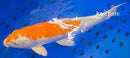 14.5" HARIWAKE