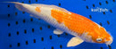 14.5" HARIWAKE