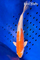 14.5" HARIWAKE