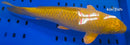 14" METALLIC CHAGOI