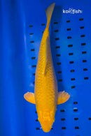 14" METALLIC CHAGOI