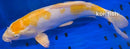13.5" DOITSU YELLOW HARIWAKE