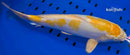 13.5" DOITSU YELLOW HARIWAKE