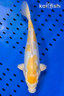 13.5" DOITSU YELLOW HARIWAKE