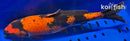 14.25" HI UTSURI