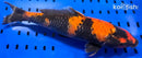 14.25" HI UTSURI