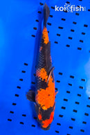 14.25" HI UTSURI