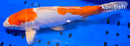 13.5" KIKUSUI