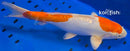 13.5" KIKUSUI